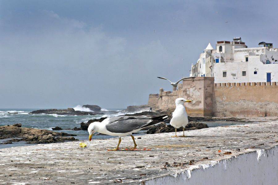 Viaggio di 2 giorni nella splendida città di Essaouira (Mogador)