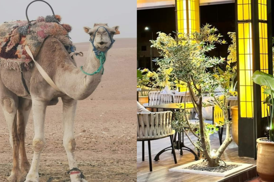 Passeggiata a dorso di cammello al tramonto nel deserto di Agafay e cena a Chouf L'Or a Marrakech