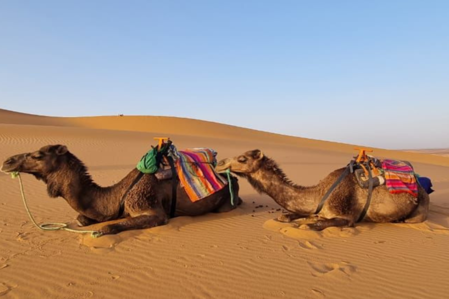 Merzouga: 3 giorni di viaggio nel deserto da Marrakech a Fez