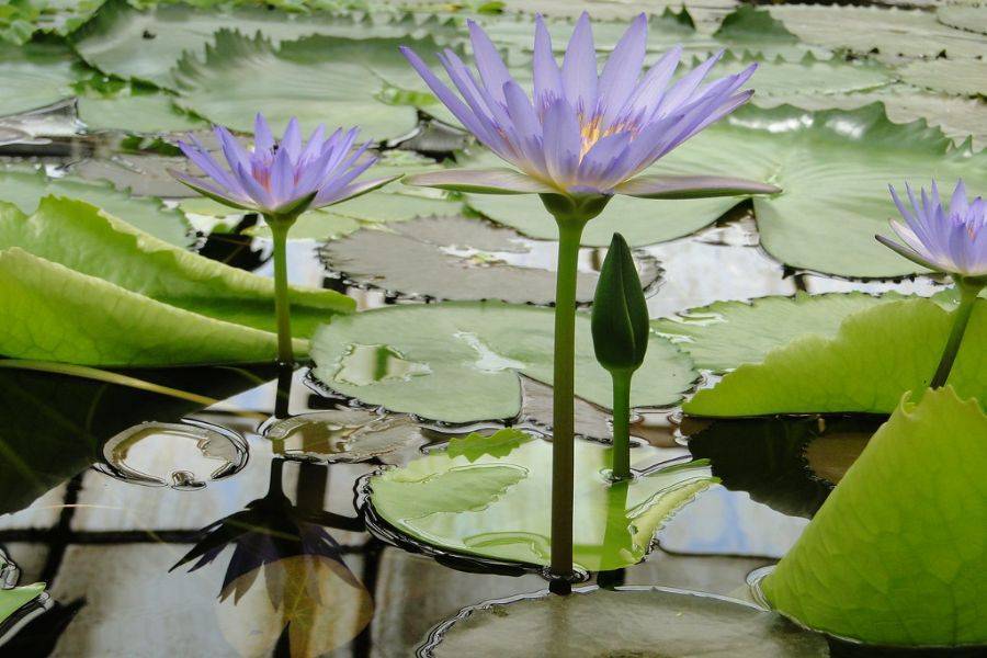 Un bellissimo tour con carrozza e visite al giardino Majorelle