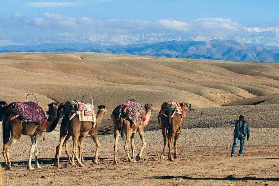 Esperienza di giro in cammello al tramonto nel deserto roccioso di Agafay