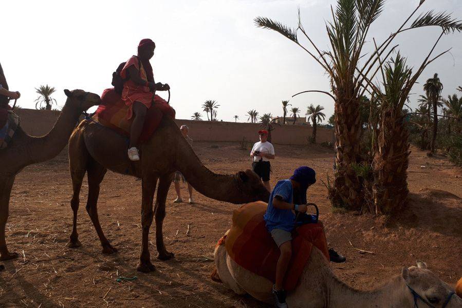 Giro in cammello nella Palmeraie di Marrakech