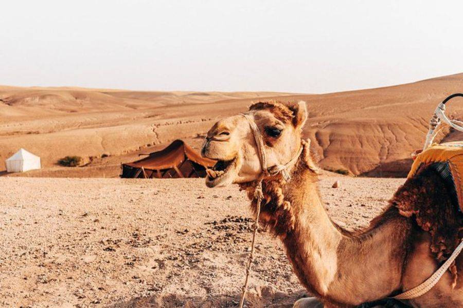 Quad Bike, Camel Ride e cena nel deserto roccioso di Agafay
