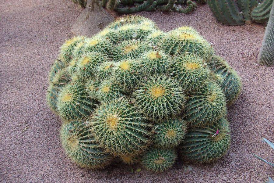 Giardino Majorelle con un giro in cammello tra le palme