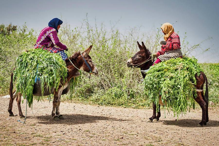 Imlil sull'Alto Atlante con il Camel Riding & Diner nel deserto di Agafay