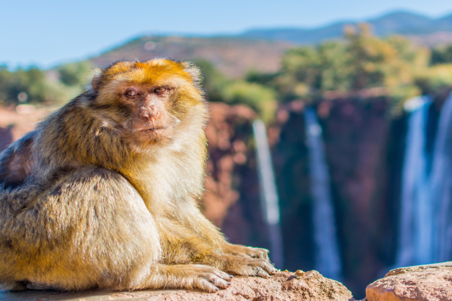 Tour di un'intera giornata alle cascate di Ouzoud con gita in barca