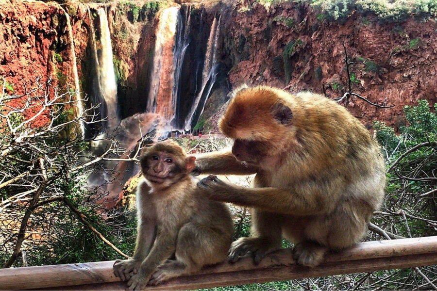 Tour di un'intera giornata alle cascate di Ouzoud con gita in barca